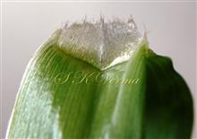  Ligule